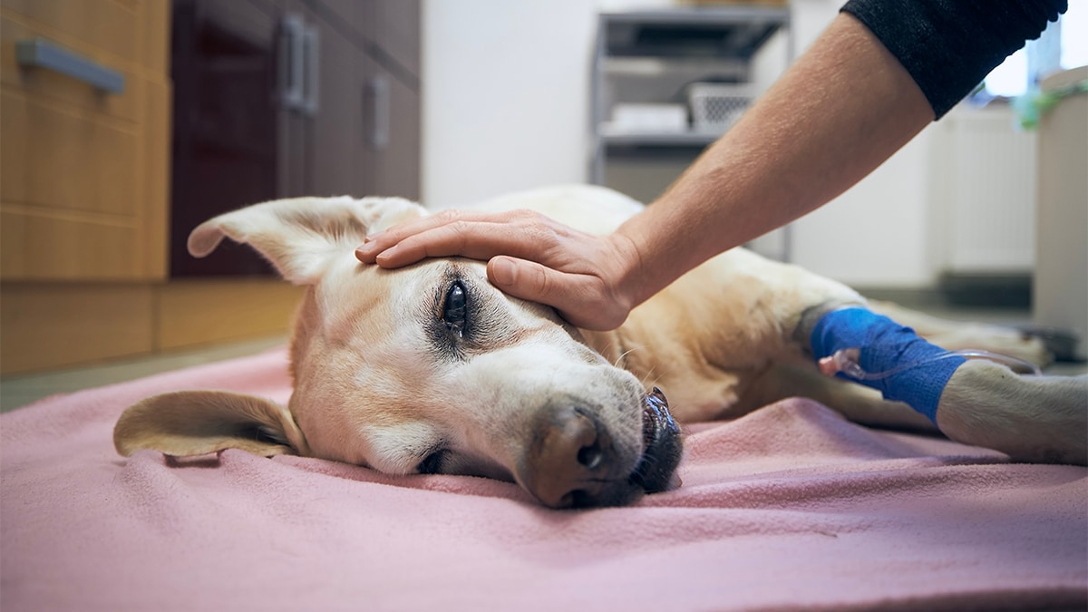 Je suis vétérinaire et voici les 6 objets de la maison qui peuvent tuer votre chien