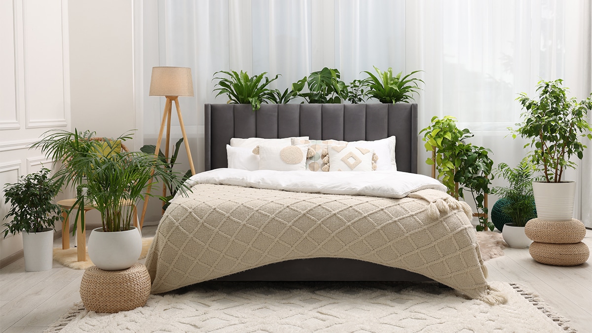 6 plantes à ne jamais mettre dans une chambre (et ce n'est pas parce qu'elles empêchent de dormir)